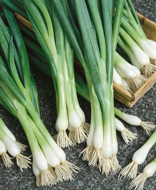 White Lisbon Bunching Onion Seeds – Heirloom Allium fistulosum, 250mg for Salads, Containers, Fast Growing, Mild Flavor