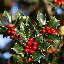 English Holly Seeds – Ilex aquifolium – 10 Seeds for Planting, Evergreen Ornamental Tree with Glossy Leaves and Red Berries