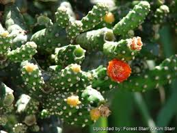 Unrooted Consolea moniliformis Cactus Cutting | 4-7" Pad | Rare Opuntia Species for Easy Rooting