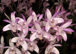 Dendrobium kingianum Orchid | Fragrant Pink Miniature Flower | 5-Inch Bare Root Starter Plant | Easy to Grow Indoor Orchid