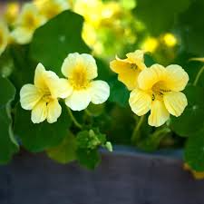 15 Seeds Moonlight Nasturtium Climbing Plant with Creamy-Yellow Flowers Edible Leaves Tropaeolum majus