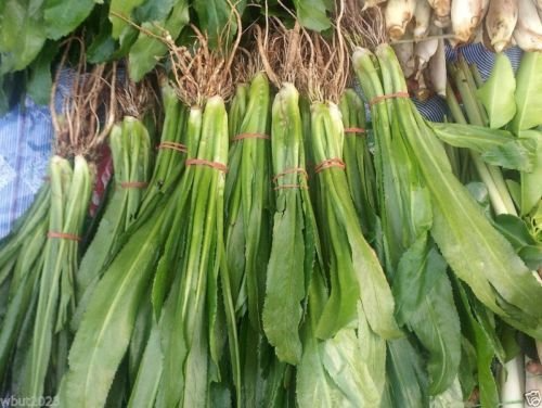 Culantro Seeds 100mg for Planting - Ngo Gai, Recao, Eryngium foetidum - Tropical Culinary Herb for Soups & Salads