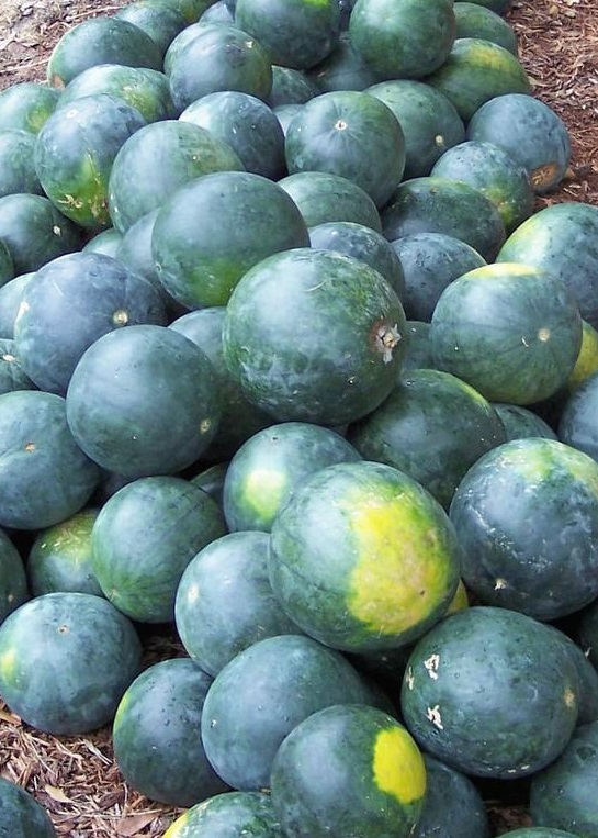 Sugar Baby Watermelon Seeds - Heirloom, Non-GMO, Compact Vine, 6-12 lb Fruit, Citrullus lanatus
