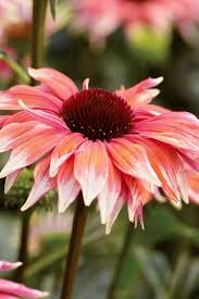 Meadow Mama Coneflower Seeds – Pink & White Bicolor Echinacea purpurea, Drought-Tolerant Pollinator Perennial, 200+ Seeds