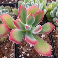 Echeveria pulvinata ‘Plush Chenille’ Bare Root Succulent Plant 3" Fuzzy Red-Green Leaves Drought-Tolerant Houseplant