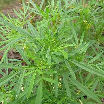 Black Mint Seeds 100mg Tagetes minuta Huacatay Aromatic Herb Non-GMO Culinary & Medicinal