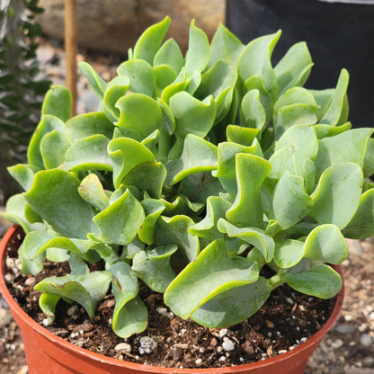 Ripple Jade Succulent 3-Inch Rooted Plant with Wavy Blue-Green Foliage, Drought-Tolerant, Indoor & Outdoor USDA Zones 9-11