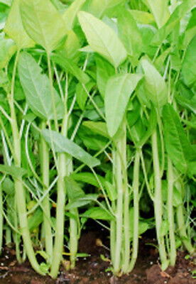 50+ White Stem Water Spinach Seeds – Ong Choy, Kong Xin Cai, Rau Muong Trang, Fast-Grow, Ipomoea aquatica, Nutrient-Rich Greens