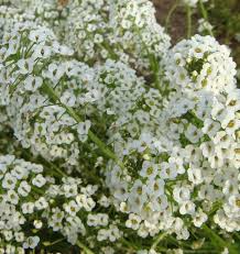 Alyssum Snow Cloth Seeds 1000 White Ground Cover Drought & Deer Resistant Non-GMO Lobularia maritima