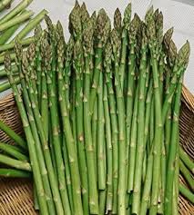 40 Seeds Asparagus Mary Washington - Heirloom Vegetable Seeds for Gardening & Fresh Harvest | Asparagus officinalis