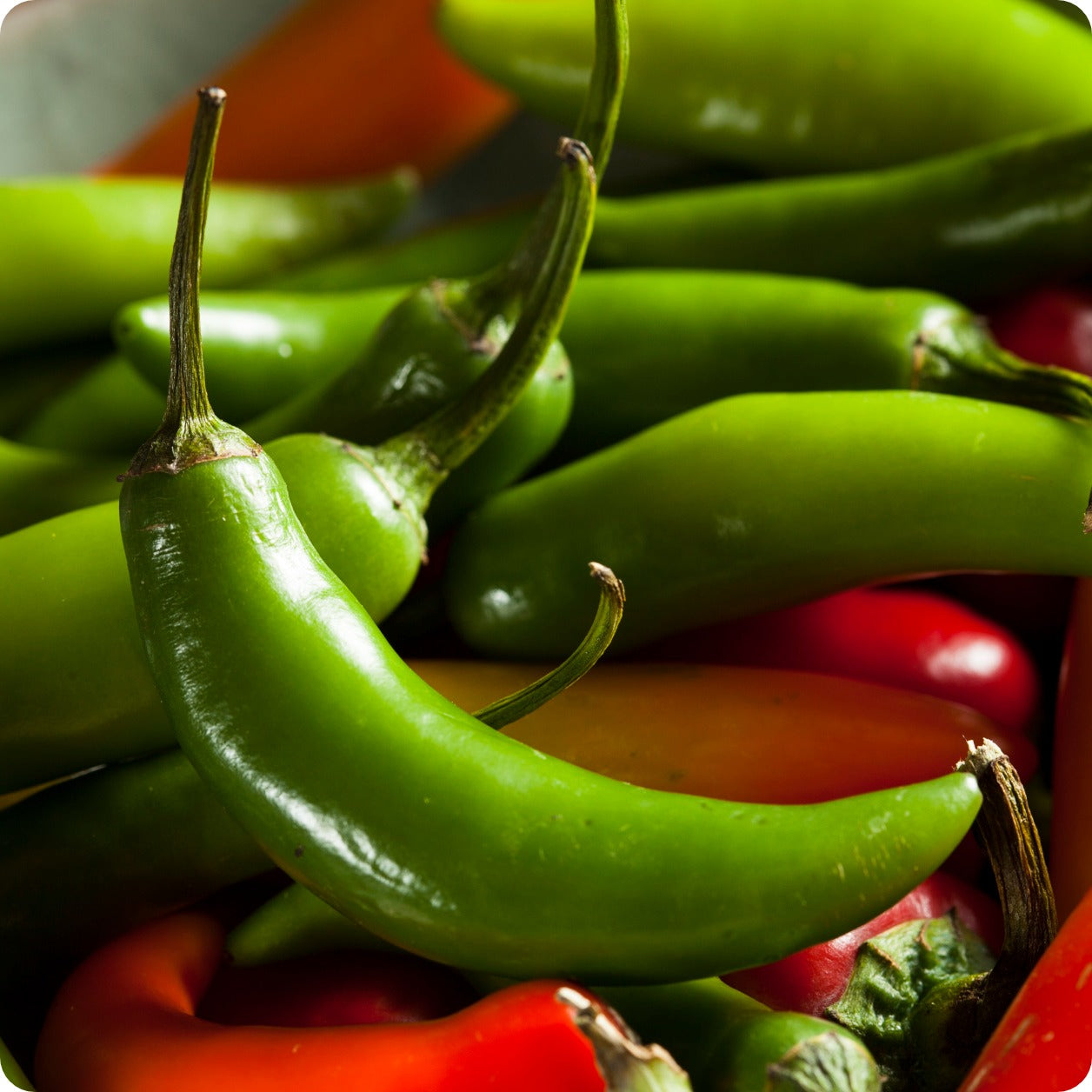 Serrano Pepper Seeds, Capsicum Annuum, Spicy Heirloom Chili for Gardens, 30 Seeds