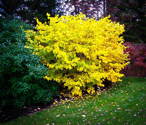 2 Spicebush Plants Bare Root Shrubs – Lindera Benzoin, Fragrant, Wildlife-Friendly, Native Landscaping, Zones 4-9