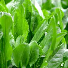 Sorrel Seeds | Heirloom Non-GMO | Tangy Lemon Flavor | Perennial Herb | Rumex acetosa