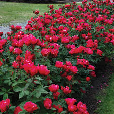 Knock Out Red Rose Bush Cuttings - 6" Unrooted Live Plant, Fast-Growing Flowering Shrub, USDA Zones 5-9, Garden Roses, Organic Rose