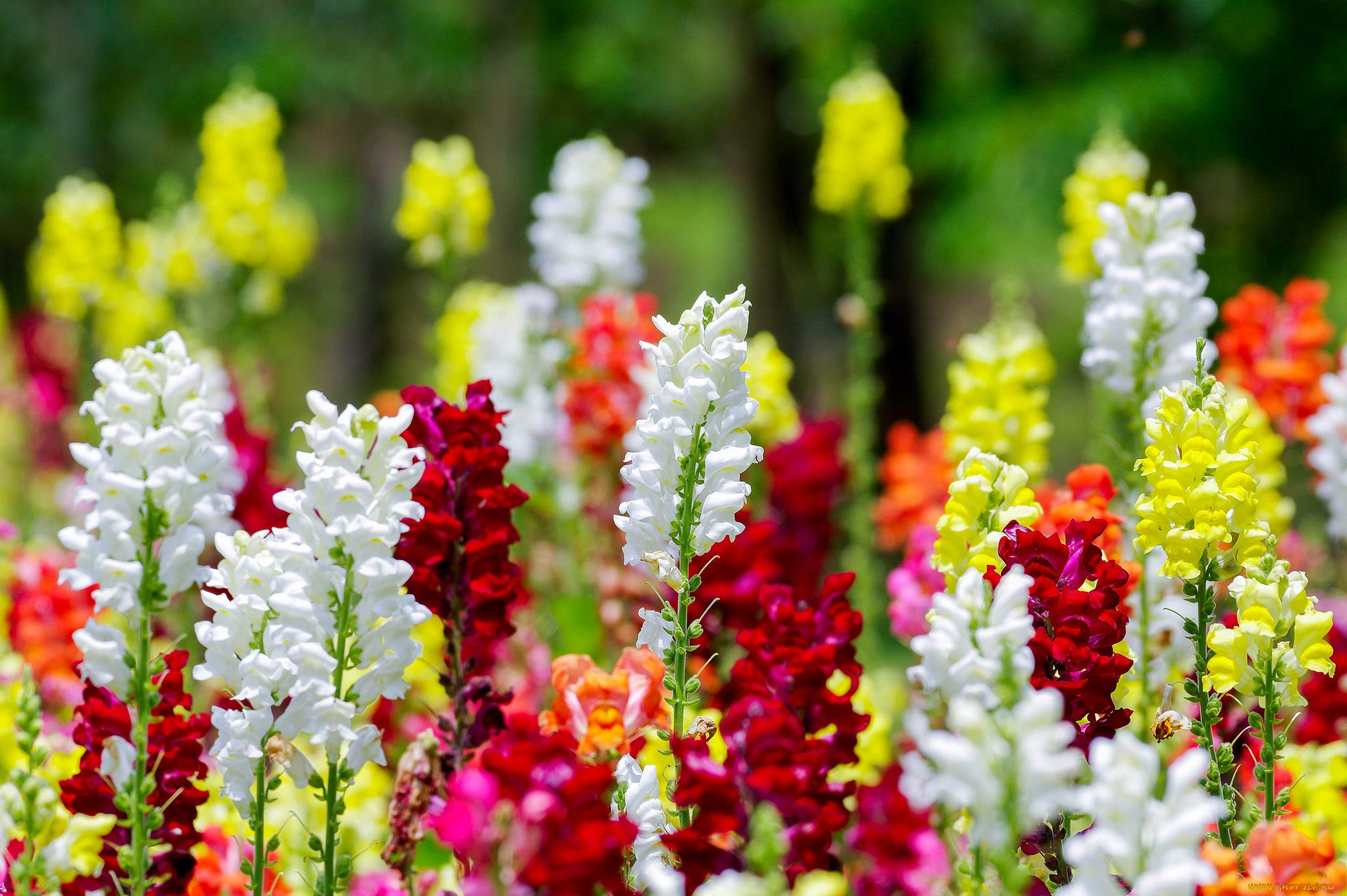 Cinderella Snapdragon Seeds 1000+ | Antirrhinum majus | Pastel Blooms for Garden & Cut Flowers