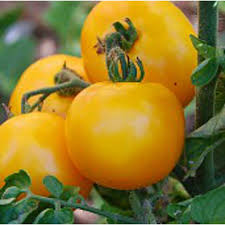 Mountain Gold Tomato Seeds – Vibrant Yellow Slicing Variety, Determinate, Disease-Resistant, 10 Seeds Solanum lycopersicum