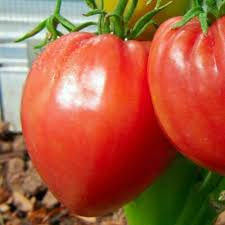 Pink Oxheart Tomato Seeds – Heirloom, Non-GMO, Large Juicy Pink Tomatoes, Indeterminate, Rich Flavor, Organic Gardening