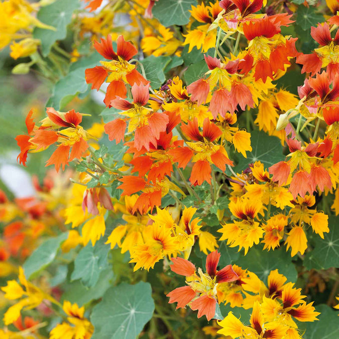 Phoenix Nasturtium Seeds – Fringed Edible Flowers for Garden Beds, Borders & Containers – Tropaeolum majus, 50+ Seeds