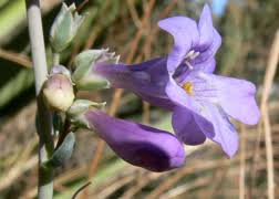 100mg Penstemon Secundiflorus Seeds | Sidebells Penstemon | Native Wildflower for Pollinators | Drought-Tolerant Perennial