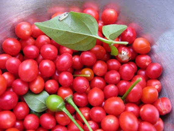 Chiltepin Hot Pepper Seeds – 250mg Heirloom Tiny Fiery Chili Capsicum annuum var. glabriusculum for Garden & Container Planting