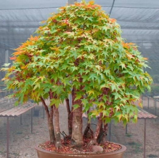 10 Acer elegantulum Seeds – Elegant Maple Tree, Ornamental Shade Tree, Deciduous, Vibrant Fall Foliage, Wildlife-Friendly