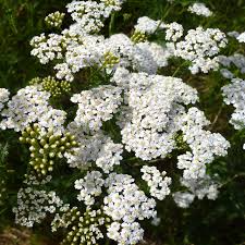 White Yarrow Seeds - Achillea Millefolium, Hardy Perennial Wildflower for Pollinator Gardens, Drought-Tolerant, 2500 Seeds