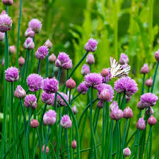 Chive Herb Seeds 150 Allium schoenoprasum Heirloom Perennial Mild Onion Flavor for Salads & Cooking