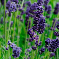 Lady Lavender Seeds - Fragrant Perennial Herb for Gardens & Aromatherapy - Lavandula angustifolia, Violet Blooms