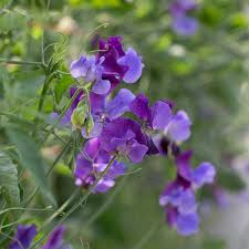 North Shore Sweet Pea Seeds – 50+ Deep Purple Blooms, Climbing Vine for Trellises, Arches & Bouquets, Lathyrus odoratus