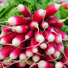 French Breakfast Radish Seeds – Non-GMO, Scarlet Roots with White Tips, Fast-Growing, Raphanus sativus, Cool Season, 200 Seeds