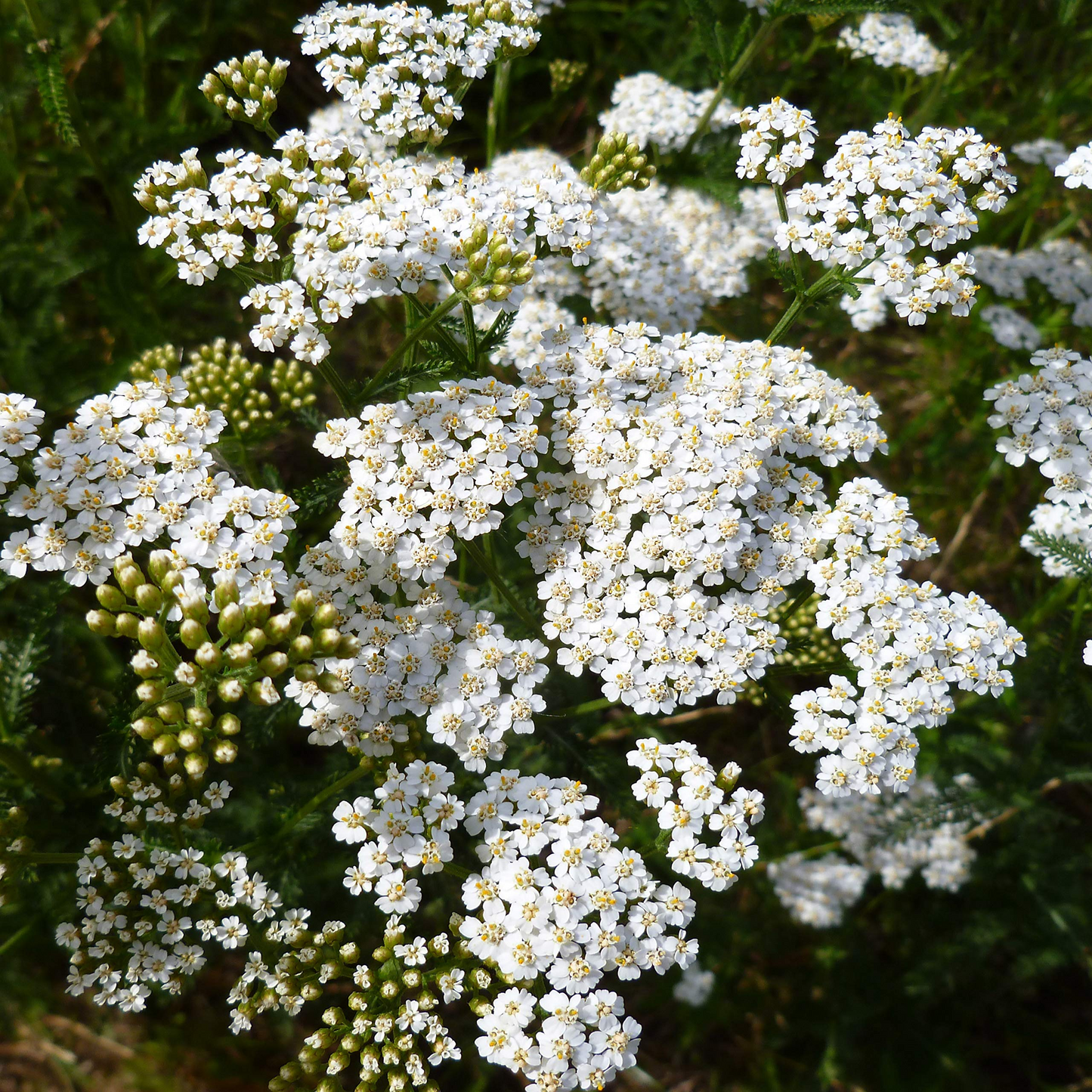 White Yarrow Seeds - Achillea Millefolium, Hardy Perennial Wildflower for Pollinator Gardens, Drought-Tolerant, 10,000 Seeds
