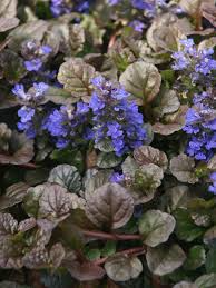 2 Starter Plants of Ajuga Black Scallop Ground Cover Plant - Dark Burgundy Foliage, Blue Flowers, Hardy Perennial