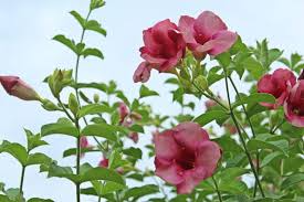 Allamanda Blanchetii Starter Plant - Purple Allamanda, Tropical Shrub with Vibrant Purple Flowers, Fast-Growing, Full Sun, 12 Inches Tall