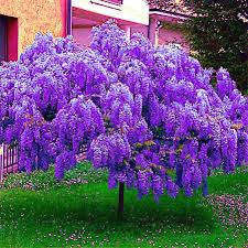 Chinese Blue Wisteria Seeds - Fast-Growing Climbing Vine, Wisteria sinensis, Fragrant Blue-Violet Flowers, Hardy Perennial for Trellises and Gardens