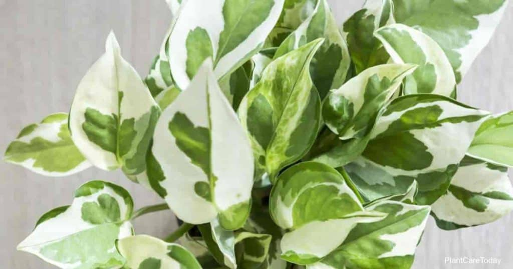 Manjula Pothos Starter Plant - Variegated Epipremnum Aureum with White Green Foliage for Indoor Decor, Hanging Baskets & Shelves