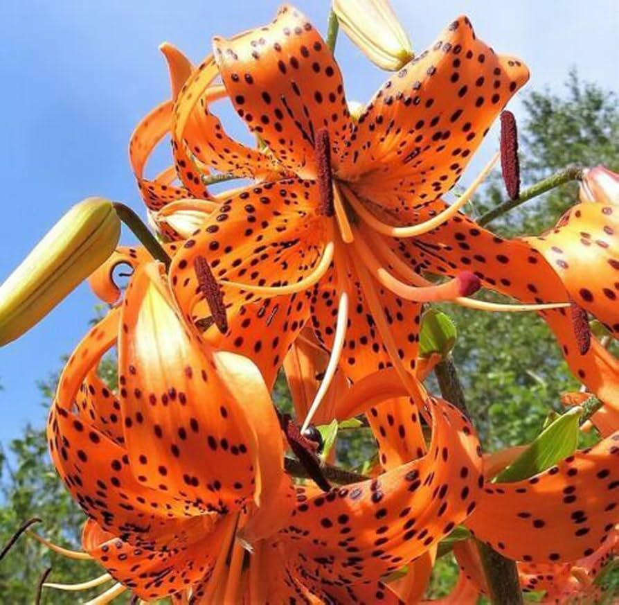 20 Tiger Lily Seeds Lilium columbianum Spotted Orange Flowers Hardy Perennial Non-GMO Garden Flower