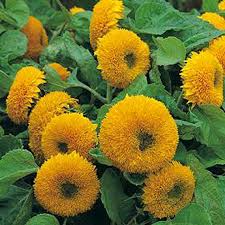 Teddy Bear Dwarf Sunflower Seeds Sungold | Compact Double-Blooming Helianthus annuus | Pollen-Free, Full Sun, Container Garden