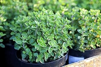 Italian Oregano Herb Seeds - Heirloom, Aromatic, Perennial - Origanum vulgare, Perfect for Cooking & Pollinator Gardens