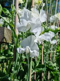 Mary Priestley Sweet Pea Seeds – White Climbing Flower Vine for Trellises, Bouquets & Gardens – Lathyrus odoratus
