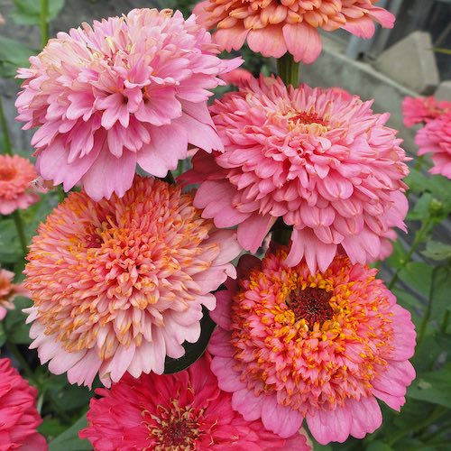 Cupcakes Pink Mix Zinnia Seeds – 100 Seeds for Frilly Pink Blooms, Pollinator Garden, Cut Flowers, Zinnia elegans