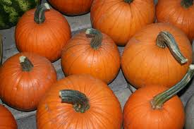 Small Sugar Pumpkin Seeds 1g Heirloom Cucurbita pepo for Pies Baking High Yield Garden & Container Planting