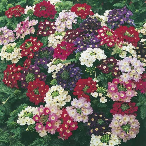 200 Seeds Verbena Compacta Mix Dwarf Groundcover Perennial Bee-Friendly Non-GMO Verbena x hybrida