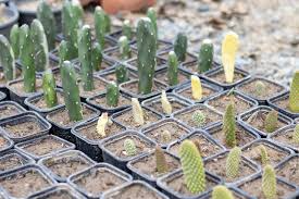 Unrooted Cactus Cuttings 1 Foot for Propagation, Garden, DIY Projects, Low-Maintenance, Desert Tolerance, Folia Flora