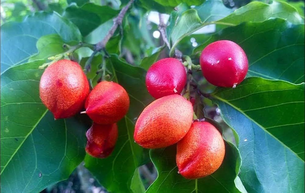 Small Peanut Butter Tree Starter Plants - Bunchosia glandulifera, Rare Exotic Fruit Tree for Garden & Orchard