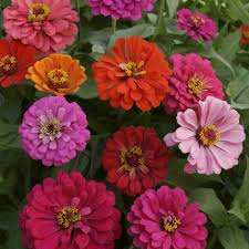 California Giants Mix Zinnia Seeds – Vibrant Blooms, Pollinator-Friendly, Easy-to-Grow Annual, Zinnia elegans