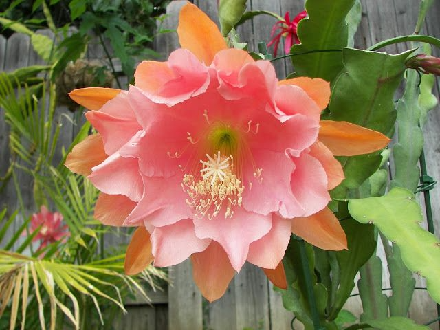 Epiphyllum 'Doris Pittman' Orchid Cactus Cutting | Unrooted 4-8" | Large Pink-Orange Blooms | Rare Epiphyllum Variety