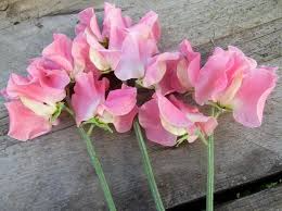 Alan Titchmarsh Sweet Pea Seeds – Lavender-Blue Fragrant Climbing Vines for Garden, Trellises, Fences – Lathyrus odoratus, 50 Seeds