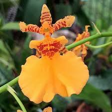 Oncidium Gower Ramsey 'Orange Delight' Orchid Starter Plant – Vibrant Orange Blooms, Potted Live Orchid for Indoor & Outdoor Growing