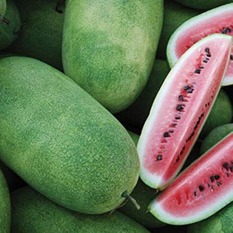 Charleston Grey Watermelon Seeds - Heirloom, Fusarium Wilt Resistant, Non-GMO, Sweet Red Flesh, Warm Climate Planting