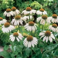 White Swan Coneflower Seeds | Echinacea purpurea alba | Fragrant White Blooms | Drought Tolerant Perennial Seeds